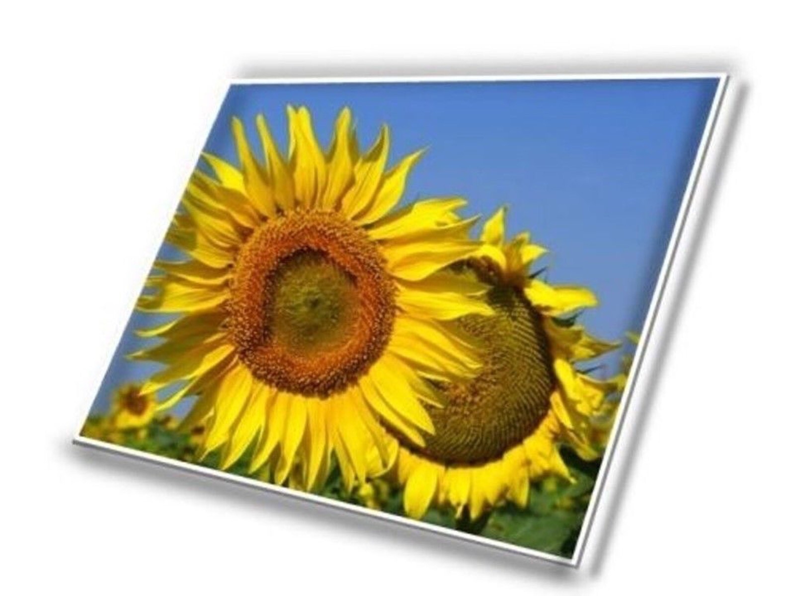 165Hz For Lenovo Legion S7 16IAH7 82TF000QUS 40pin QHD LED LCD Screen Display